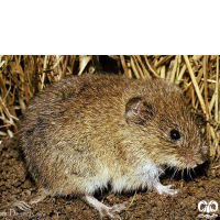 گونه ول معمولی Common Vole